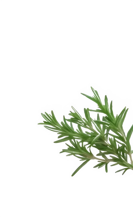 Decorazione rosmarino