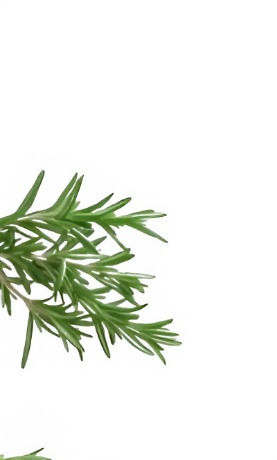 Decorazione rosmarino